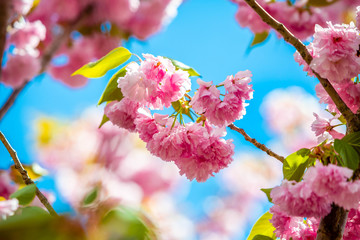 Beautiful spring cherry blossom bloom sunny day