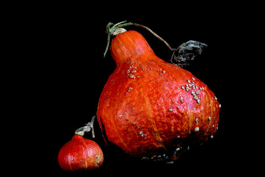 Close up of one small and one large Red Kuri pumpkin on black background.