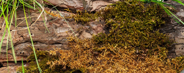 Creative layout made of bark tree, moss and earth with grass for organic cosmetic products on grey with copy space. Environmentally clear nature concept background. Long wide banner.