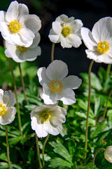 Fototapeta premium spring white anemone flowers