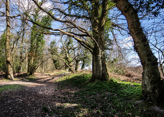 Forest Landscape Hampshire England