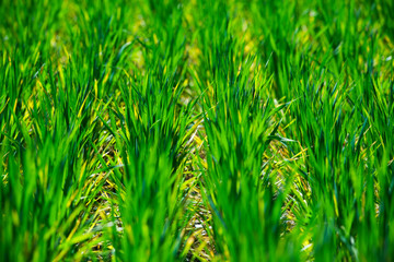 Fototapeta premium Young wheat grows in a field. Rows with green wheat sprouts