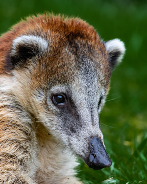 coati