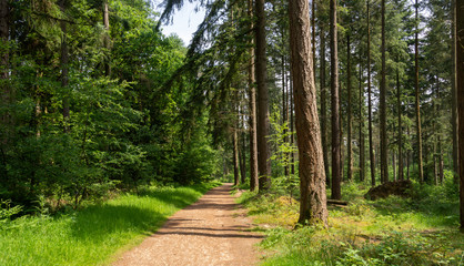 Fototapeta na wymiar Forest Landscape Hampshire England