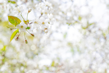 Spring flowering cherry. Background for greeting card, invitation for wedding and engagement.