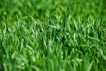 Winter wheat sprouts sparkle in the sun. Young wheat grows in a field.