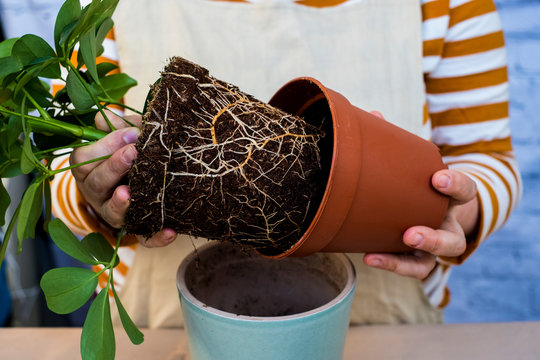 Midsection of person repotting plant into a blue terracotta pot