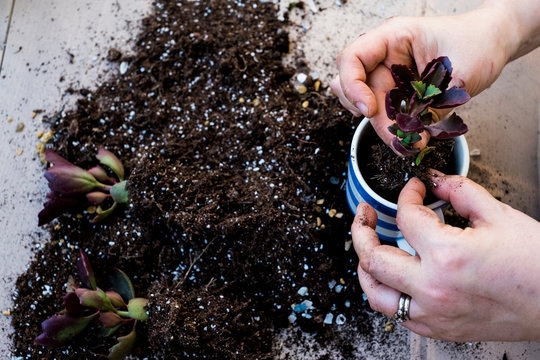 High angle close up of person planting succulent in potting soil in a coffee mug, succulent plants with soil attached to root.