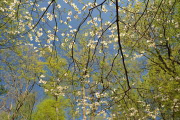 Spring time in Maryland parks