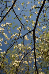 Spring time in Maryland parks
