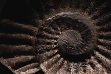Close up of brown, fossilized nautilus spiral ridged shape in stone, a fossil relief.