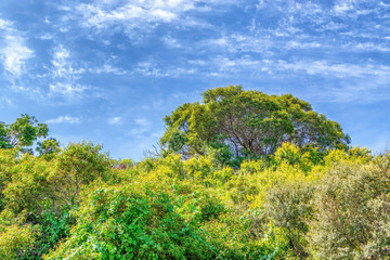 spring tree in the field
