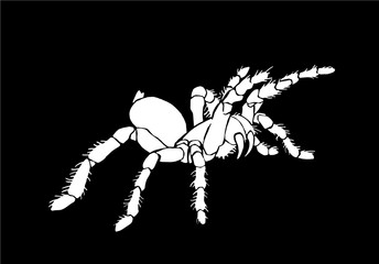 Graphical spider, sketch of tarantula isolated on black background,vector