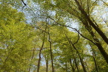 Spring time in Maryland parks