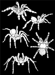 Graphical collection of tarantula isolated on black,vector spiders , tattoo,printing 