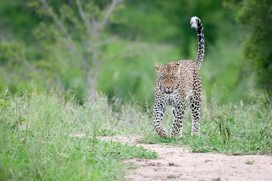 A leopard, Panthera pardus, walks in short green grass with its tail in the air, looking out of frame