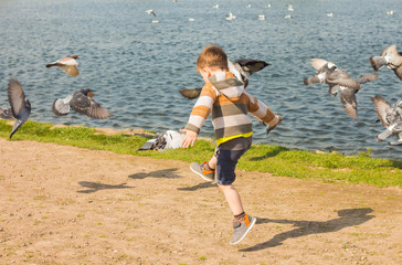 the kid runs along the coast and chases the birds, the pigeons fly away; back view