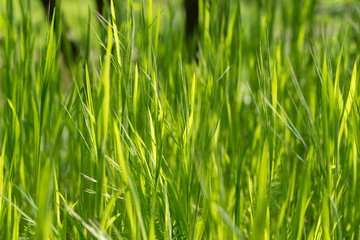 Fototapeta na wymiar green grass blades macro