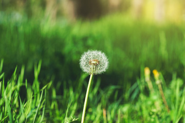 dandelion in nature