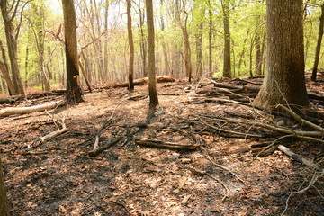 Spring time in Maryland parks