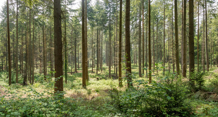 Forest landscape Hampshire England