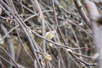 Bud on a branch in early spring