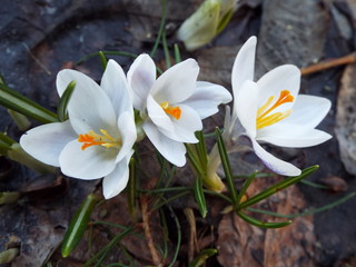 crocuses in spring in the garden