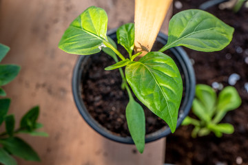  Young pepper seedlings in green house