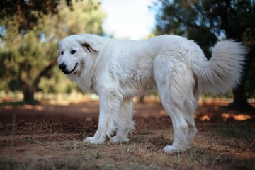 Matilde, soprapensiero