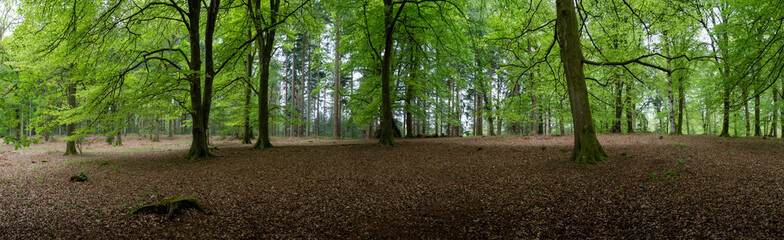 Forest landscape Hampshire England