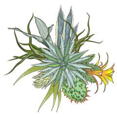 Exotic bouquet set. Flowers. Floral collection with various plants. Sansevieria, snake plant, Red ginger, ostrich plume, pink cone, daisy, roses. Hand drawn illustration. Vector.