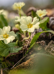 Field. Flowers. Yellow. Green. Blurred. Macro