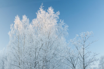 Birch tree covered in frost