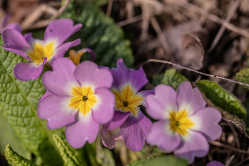 Field. Violet. Flowers. Blurred. Macro