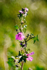 fiori di campo in primavera 