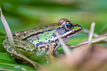Ein Frosch im Wasser