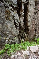 Fern plants in bottom of small gorge