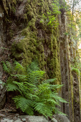 Fern plants in bottom of small gorge