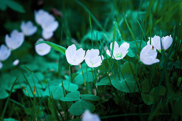 SpringFloral background