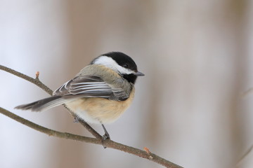 Black capped chickadee perched on small branch