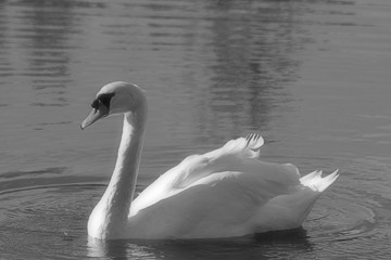 Schwan