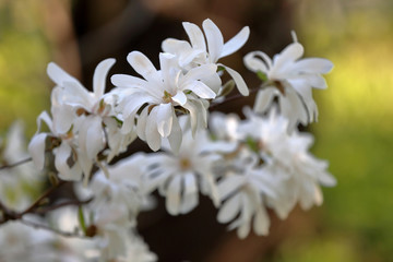 Spring blossom of the perennial deciduous magnolia of the family Magnoliaceae