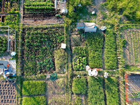 Urban Gardening. City Urbanized Vegetable Garden. Aerial View. Growing, Farming Vegetables In The City. Agriculture Of Organic Hand Grown  Food. Self Sustained System Of Gardening Reusing Rainwater.