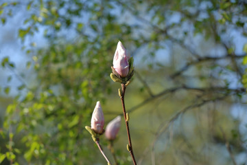 Spring blossom of the perennial deciduous magnolia of the family Magnoliaceae