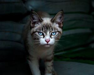 gray cat w/ blue  eyes
