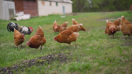Chickens on a farm are walking on a green lawn.. Chicken walking on green lawn grass
