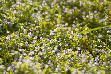 field of blue flowers