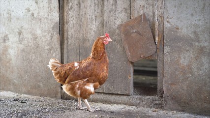 Young brown chicken isolated. Brown chicken - hen on the farm.