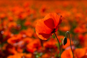 poppy field at back lit