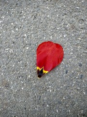 Leaf of a red rose on a gray textured asphalt